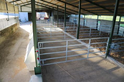 Bull shed - The bull shed should have a water trough with the dimension of about 60 to 75 cm length. The best method for watering in bull shed is by automatic water bowl. Doorway: Each bull box should have a main entrance of the half door type 4 feet width and 7feet height, the upper part of the doorway having two strong bars across the opening to prevent any …